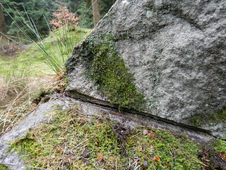 Kæmpesten Klosterskoven kulturspor