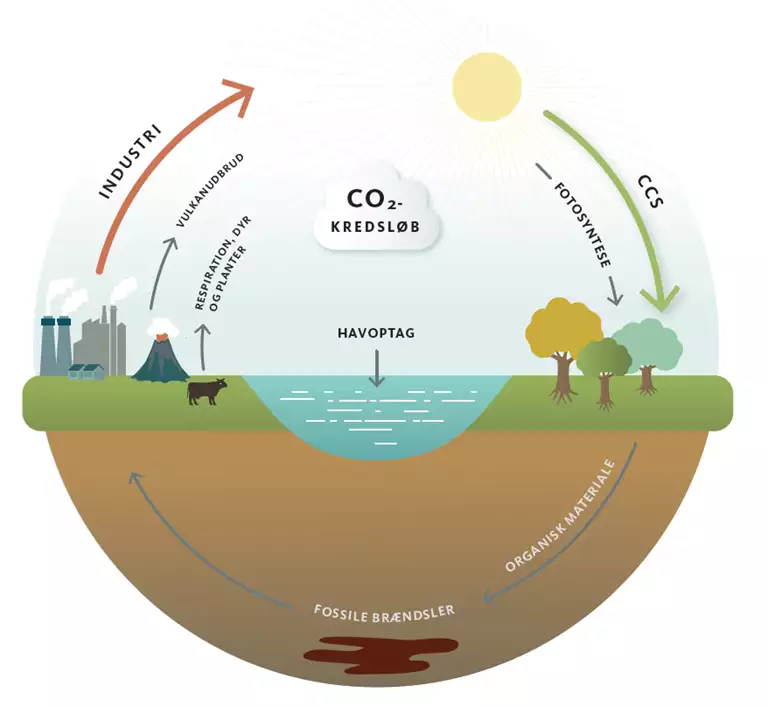 CO2-kredsl&oslash;bet d&aelig;kker b&aring;de respiration, fotosyntese og forholdet mellem industri og omverden