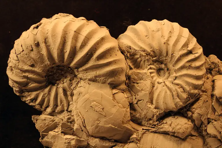 Ammonitter af slægten Arcthoplites, tidlig Albien (Kridt), Nordgrønland