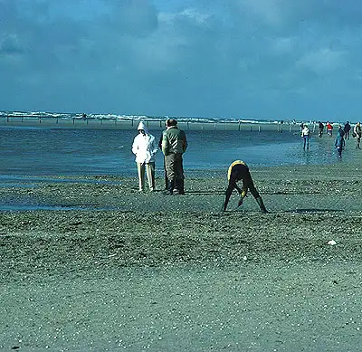 Ravjægere ved stranden